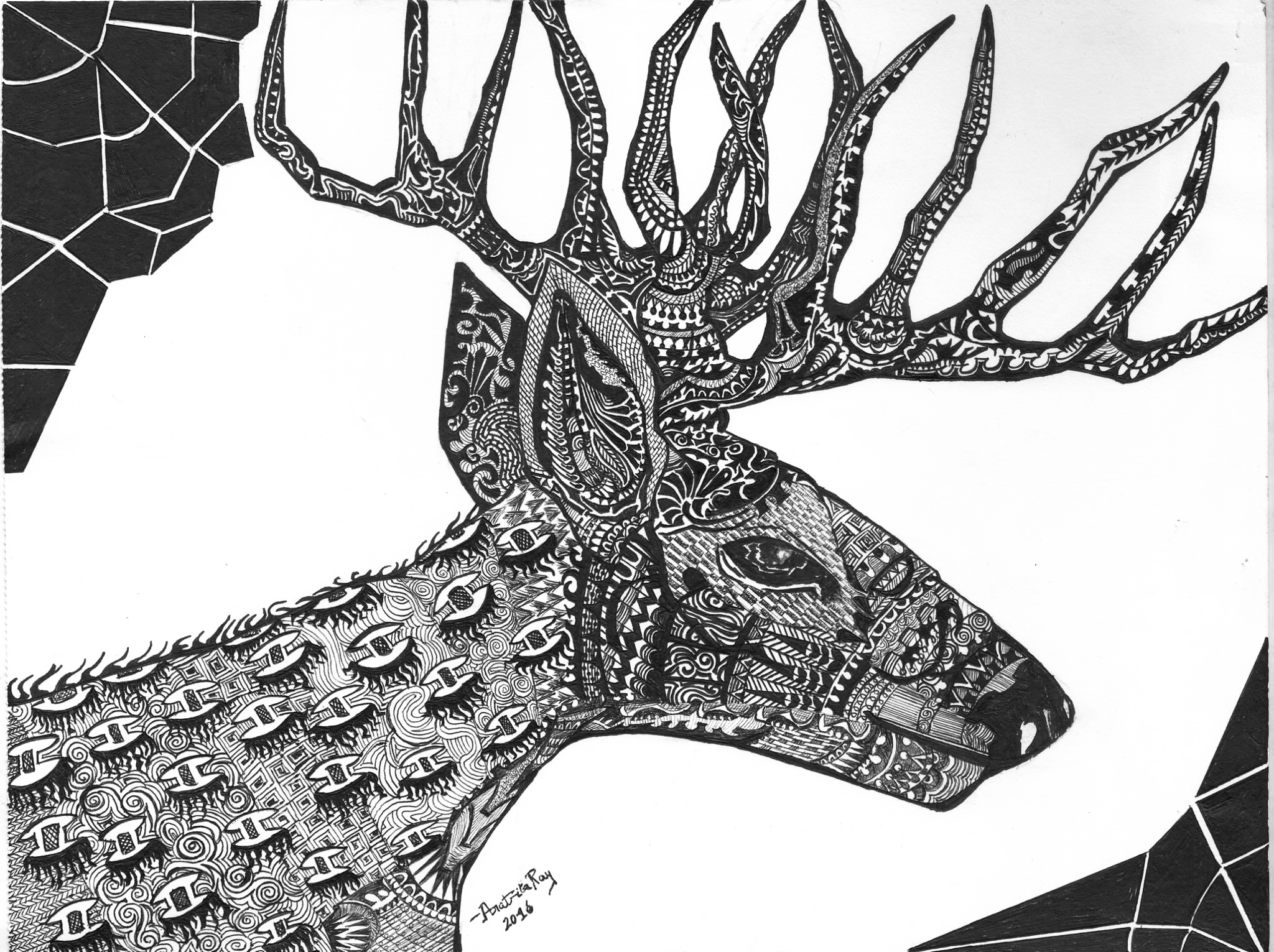 Wild Art: Deer